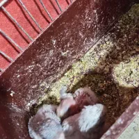 عشق|پرنده|خمینی‌شهر, |دیوار