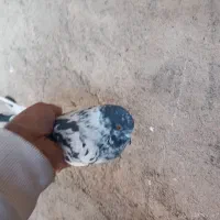 کفترپرشی|پرنده|خاوران, |دیوار