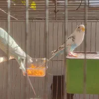 مرغ عشق|پرنده|اقبالیه, |دیوار