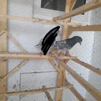 ماده پاکستانی بشرط|پرنده|قم, پردیسان|دیوار