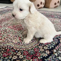 توله شیتزو تریر