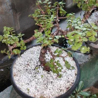 درختچه بونسای و زاموفیلیا|گل و گیاه طبیعی|کیش, |دیوار