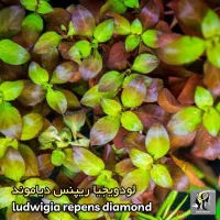 گیاه اکواریومی|ماهی|مشهد, نیزه|دیوار