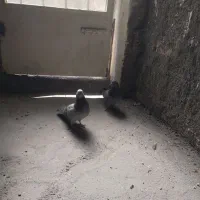 کفتر اصفهانی