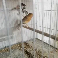 قناری|پرنده|زرند, |دیوار