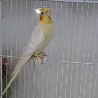 عروس بالغ نر لوتینو شاه تخم