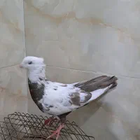 کفتر|پرنده|اقبالیه, |دیوار