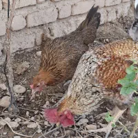 مرغ وخروس محلی .اصیل
