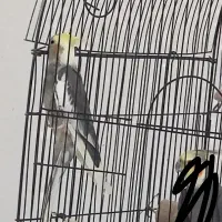 عروس هلندی|پرنده|سبزوار, مدرس|دیوار