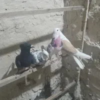 غریب گیری بلندی تهران