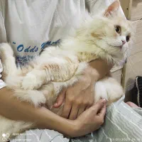 گربه|گربه|آبادان, |دیوار