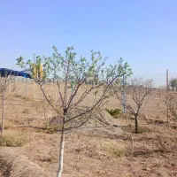 فروش باغ ۲۰۰۰ متری کورانه سند تک برگ|فروش زمین و ملک کلنگی|قزوین, |دیوار