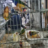 فنج گلدین وجوجه رنگی