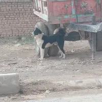 فروش یک قلاده سگ نگهبان|سگ|فریدونشهر, |دیوار