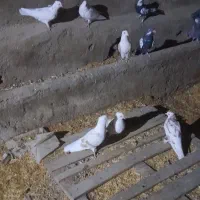 کبوتر پشتار کفتر پشتار