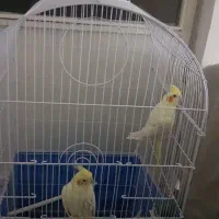 عروس هلندی