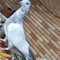 کبوتر گمشده