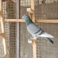 کفتر پلاکی فروشی|پرنده|مرودشت, ژیان|دیوار