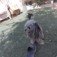 تِرییِر رنگ خاص|سگ|تهران, افسریه جنوبی|دیوار