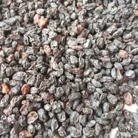 کشمش آفتابی درجه یک|خوردنی و آشامیدنی|اسفرورین, |دیوار