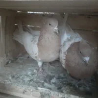 کله زرد کاکولی|پرنده|بکتاش, |دیوار