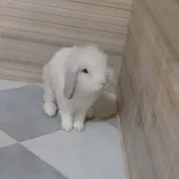 خرگوش لوپ تربیت شده|موش و خرگوش|نهاوند, |دیوار