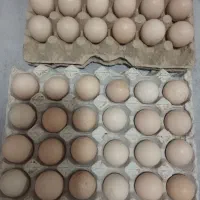 تخم مرغ لاری