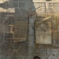 قفس|لوازم جانبی حیوانات|بوشهر, |دیوار