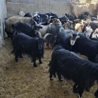 70راس بز|حیوانات مزرعه|همایجان, |دیوار