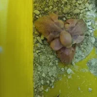 یک جفت مرغ عشق با سه تا جوجه و یک تخم