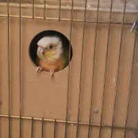 مولد سانچیک و اناناسی رد|پرنده|تهران, دانشگاه شریف|دیوار