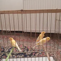 قناری نر آماده|پرنده|همدان, |دیوار