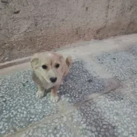 سگ اشپیتز و پاپی و خودمونی|سگ|نی‌ریز, |دیوار