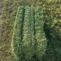 یونجه درجه یک انباری