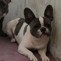 فرنچ بولداگ|سگ|بومهن, |دیوار