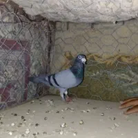 سبزنر