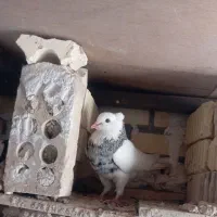 طوق الماسی|پرنده|دهدشت, |دیوار