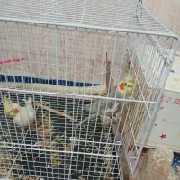 عروس هلندی نروماده|پرنده|زابل, |دیوار