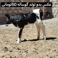 فروش گوساله و گاو هلشتاین