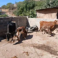 گاو وگوساله