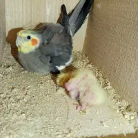 عروس هلندی نر شرط