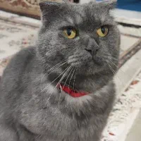 گربه اسکاتیش