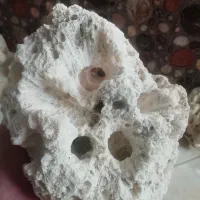 مرجان آکواریوم|ماهی|محمدشهر, همایون ویلا|دیوار