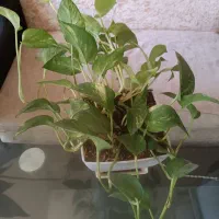 سه تا گل|گل و گیاه طبیعی|مشهد, هنرستان|دیوار