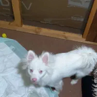 پامراشپیتز روباهی نر چش رنگی