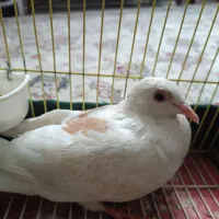 جوجه سار المانی