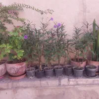 گل اطلس مکزیکی|گل و گیاه طبیعی|تهران, جوادیه|دیوار