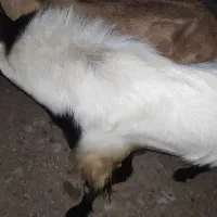 نری رودان|حیوانات مزرعه|رودان, |دیوار