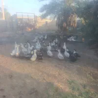 اردک بزرگ تخم گذار