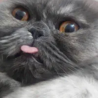 گربه بانژاذ|گربه|پلدختر, |دیوار